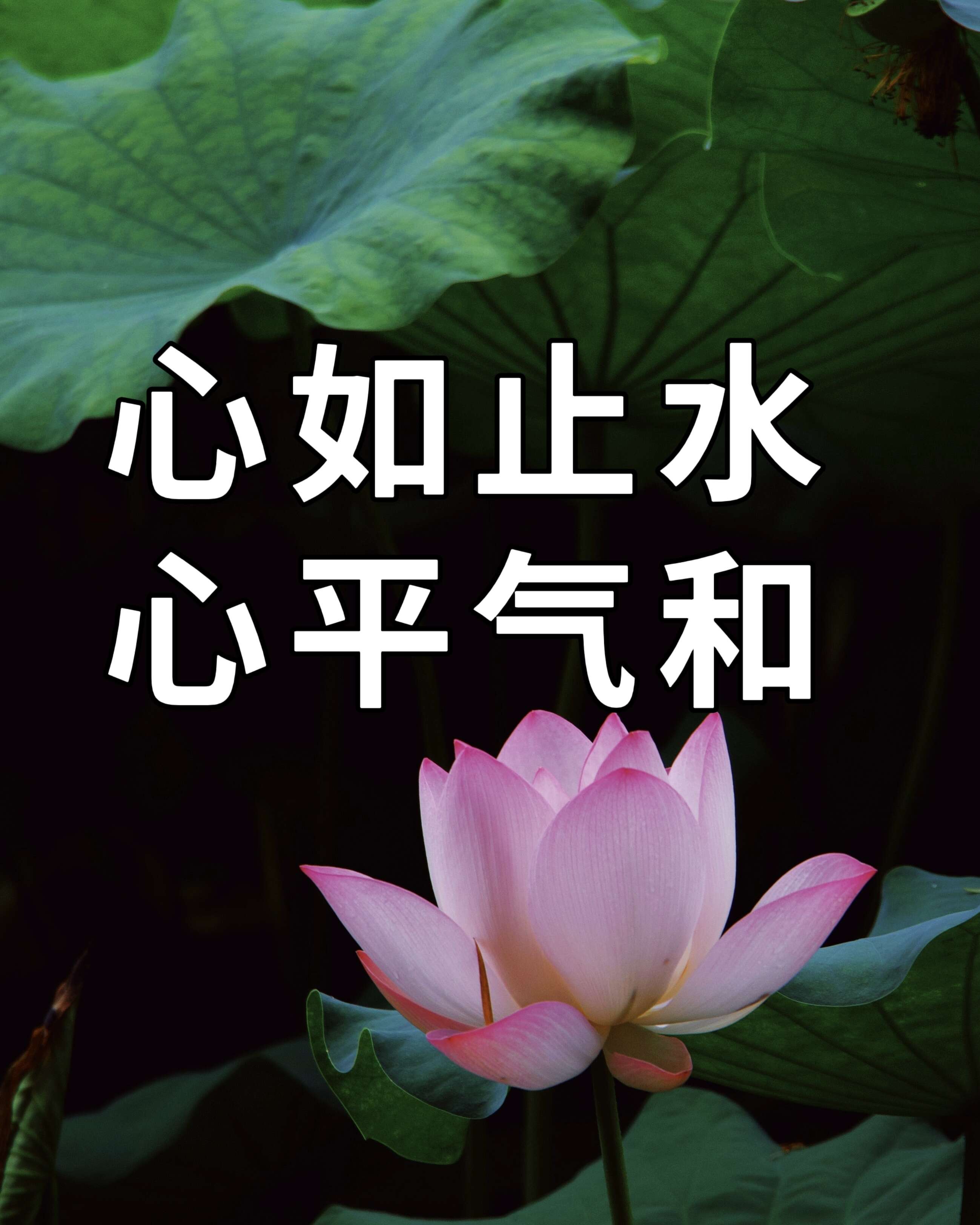 [DC]当你成为哈莉